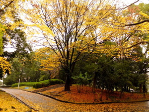 DSCF9406.JPG