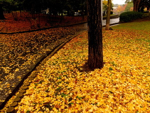 DSCF9407.JPG