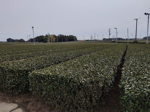 IMG20190211121143.jpg